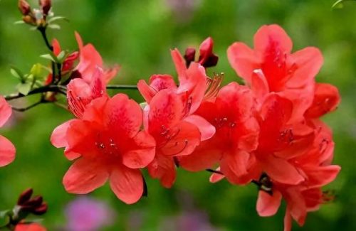 中国最美十大名花排行榜(真正的十大名花)插图43