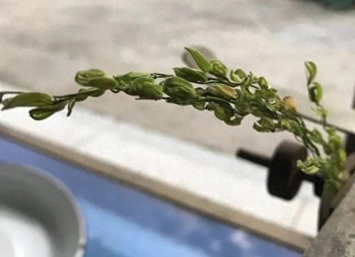 连云港水稻排名前十(目前连云港水稻价格)插图1 连云港水稻排名前十(目前连云港水稻价格)插图1