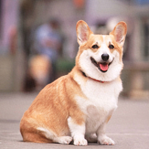 世界十大最可爱的狗排行榜(世界十大最可爱动物)插图3