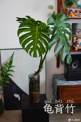 十大放心植物排行榜图片(十大最旺办公室的植物)插图59