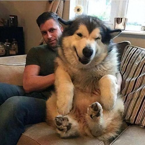 十大无攻击力犬排行榜(十大最干净最好养的中型犬)插图3
