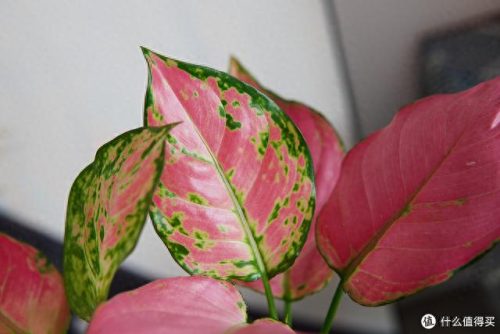 十大放心植物排行榜图片(十大最旺办公室的植物)插图24