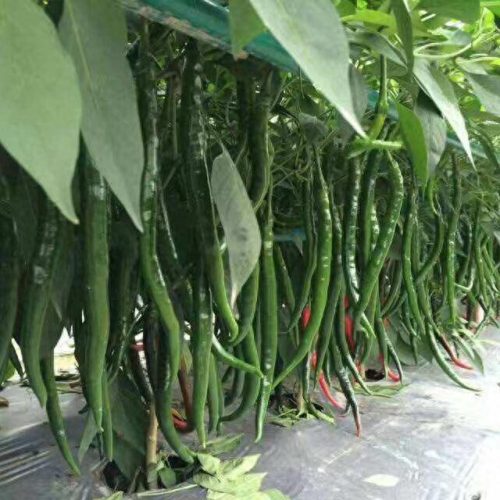 线椒种子十大排行榜(全国出名的线椒种子)插图7