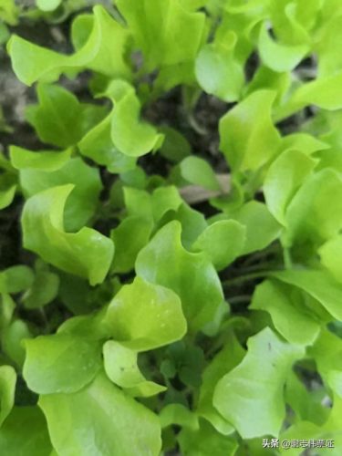 苏州家庭花卉肥料排名前十(国内知名花卉肥料品牌)插图4 苏州家庭花卉肥料排名前十(国内知名花卉肥料品牌)插图4