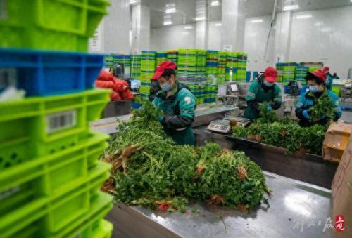 松江区蔬菜配送站排名前十(松江桶饭配送排名)插图2