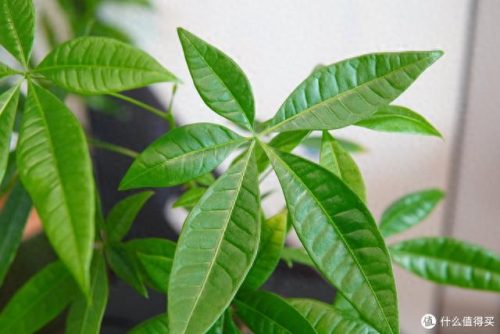 十大放心植物排行榜图片(十大最旺办公室的植物)插图34