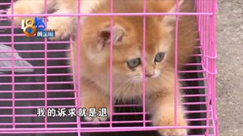 上城区天然猫粮排名前十(布偶猫专用猫粮排名)插图5