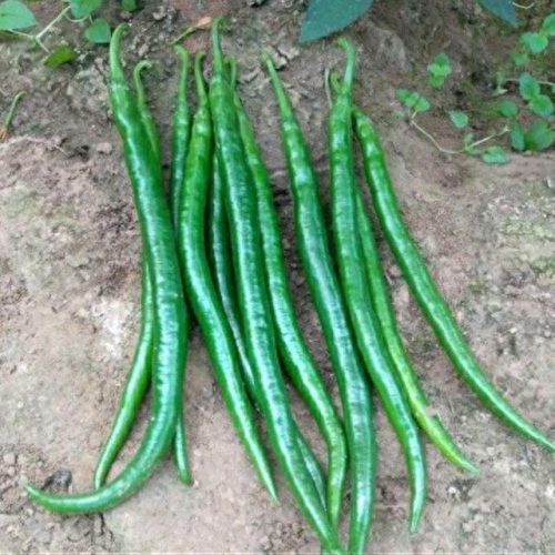 线椒种子十大排行榜(全国出名的线椒种子)插图5