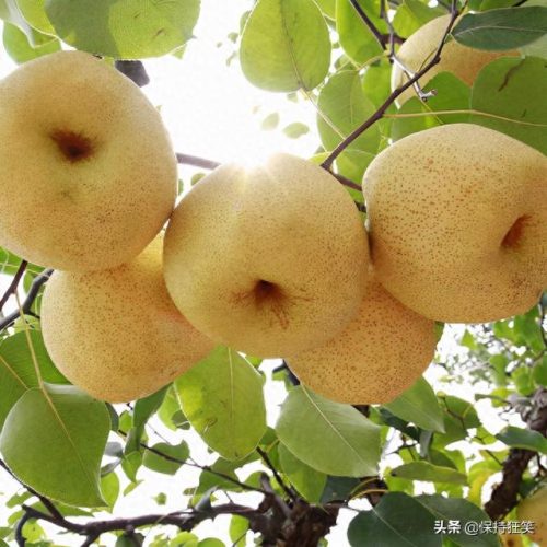 安徽十大特产排行榜前十位(安徽各地特产一览表)插图7