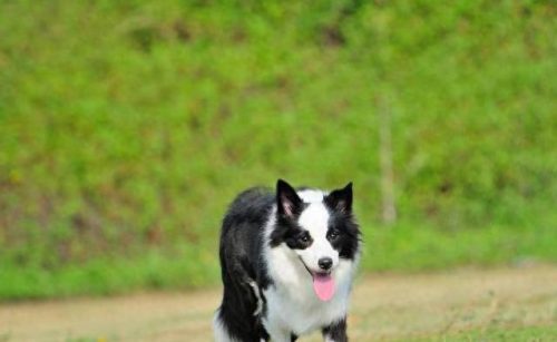 世界十大名犬排行榜聪明犬(聪明犬排名前十名)插图 世界十大名犬排行榜聪明犬(聪明犬排名前十名)插图