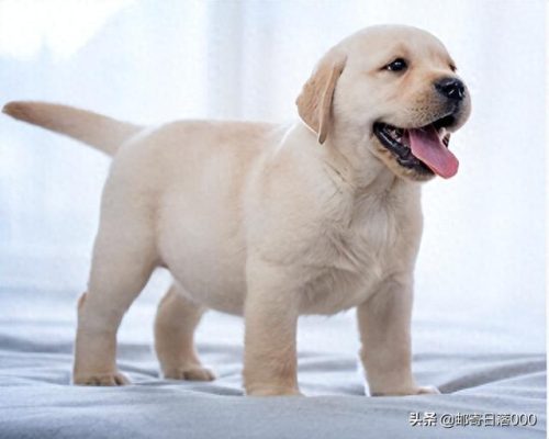 十大报恩的狗排行榜(镇宅狗的十大特征)插图2