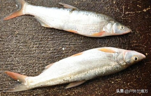 十大最凶猛的鱼排行榜名字(十大养不死鱼不用加氧)插图3