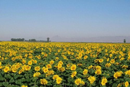 向日葵十大品牌排行榜(老站长推荐向日葵)插图6