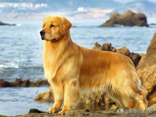 十大报恩的狗排行榜(镇宅狗的十大特征)插图