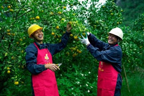 冬奥会水果排名前十(冬奥会创意水果)插图9 冬奥会水果排名前十(冬奥会创意水果)插图9