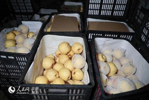 十大品牌水果排行榜前十名(十大补钙水果)