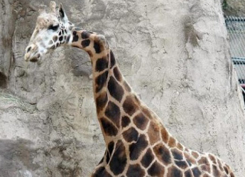 柬埔寨泰牛(六足巨人)插图6 柬埔寨泰牛(六足巨人)插图6