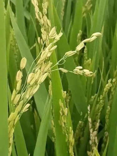 连云港水稻排名前十(目前连云港水稻价格)插图15 连云港水稻排名前十(目前连云港水稻价格)插图15