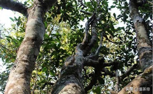 十大茶叶品牌排行榜普尔茶(中国最好的茶叶品牌)插图8