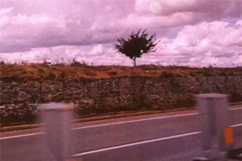 抖音十大翻唱曲目排行榜(小蚊子抖音翻唱)插图1