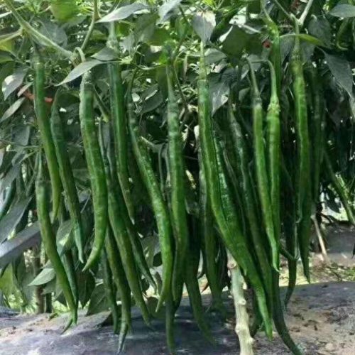 线椒种子十大排行榜(全国出名的线椒种子)插图10