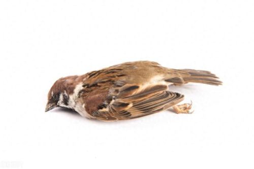 十大濒危玩具排行榜前十名(地摊十大暴利玩具飞天仙子)插图1