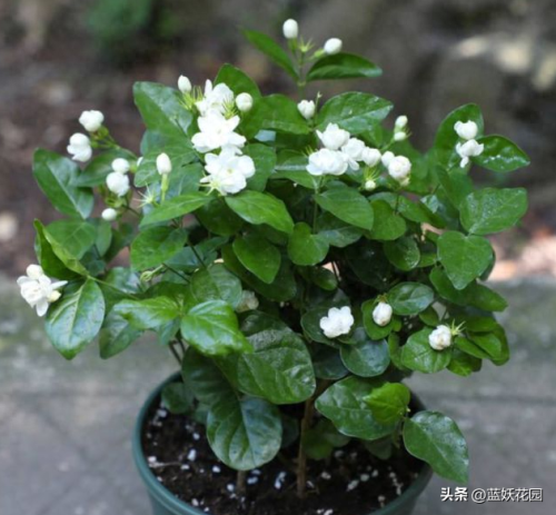 十大香水香味排行榜前十名(香水淡香排行榜前十名)插图 十大香水香味排行榜前十名(香水淡香排行榜前十名)插图