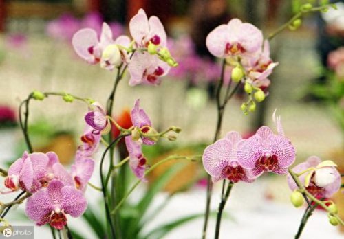 世界十大名花排行榜图片(全球十大名花排名)插图5