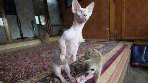 十大聪明猫排行榜前十名(十大最笨的猫排名)插图4