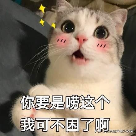 十大萌猫前十名排行榜(地表最好的猫排名)插图1