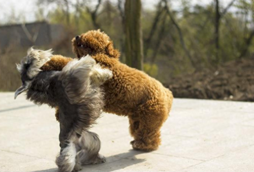 十大挑事的狗排行榜(体质最好的狗排行榜)插图3