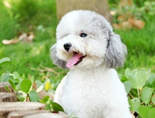 世界十大名犬排行榜聪明犬(聪明犬排名前十名)