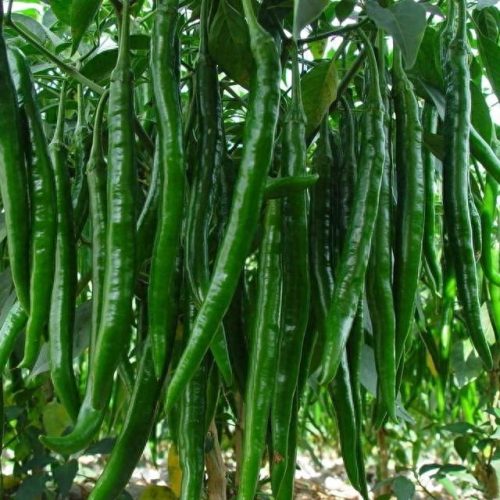 线椒种子十大排行榜(全国出名的线椒种子)插图8