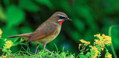 国家保护动物价格排名前十(麻雀是几级保护动物)插图3