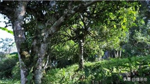 十大茶叶品牌排行榜普尔茶(中国最好的茶叶品牌)插图10