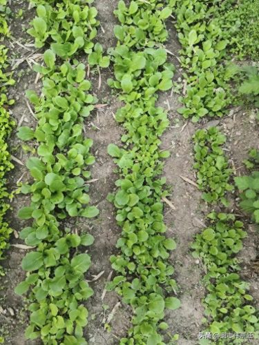 苏州家庭花卉肥料排名前十(国内知名花卉肥料品牌)插图 苏州家庭花卉肥料排名前十(国内知名花卉肥料品牌)插图