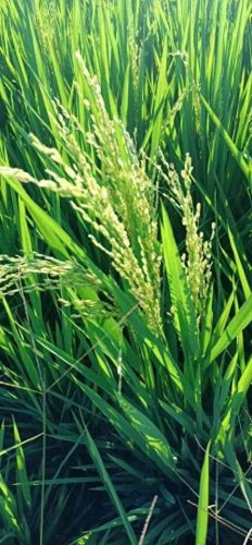 连云港水稻排名前十(目前连云港水稻价格)插图 连云港水稻排名前十(目前连云港水稻价格)插图