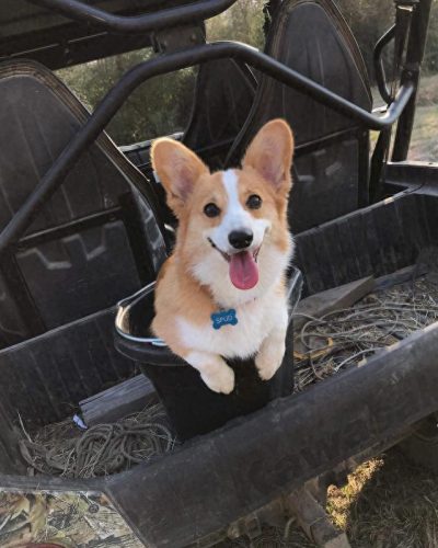 十大无攻击力犬排行榜(十大最干净最好养的中型犬)插图5