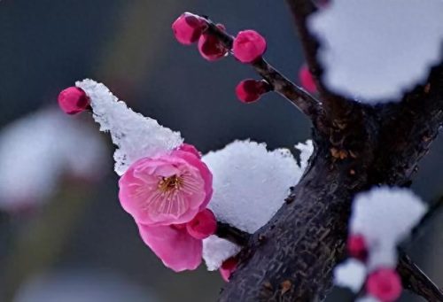 中国最美十大名花排行榜(真正的十大名花)插图1