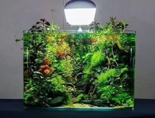鱼缸水草灯十大品牌排行榜(鱼缸灯最佳品牌)插图3