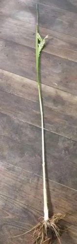 连云港水稻排名前十(目前连云港水稻价格)插图11 连云港水稻排名前十(目前连云港水稻价格)插图11