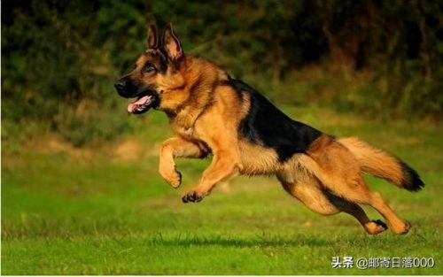 十大报恩的狗排行榜(镇宅狗的十大特征)插图3