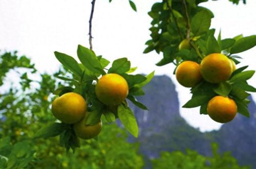 冬奥会水果排名前十(冬奥会创意水果)插图23 冬奥会水果排名前十(冬奥会创意水果)插图23