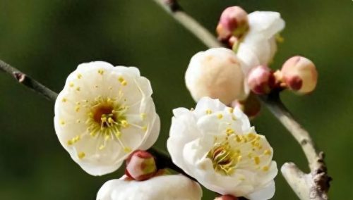 中国最美十大名花排行榜(真正的十大名花)插图5