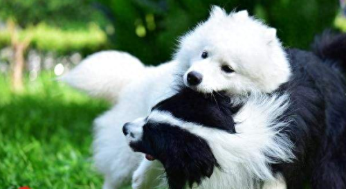 十大挑事的狗排行榜(体质最好的狗排行榜)插图2