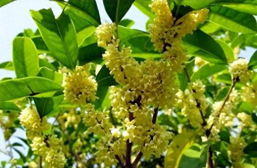 中国最美十大名花排行榜(真正的十大名花)插图66