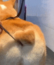 十大无攻击力犬排行榜(十大最干净最好养的中型犬)插图6