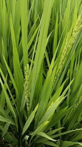 连云港水稻排名前十(目前连云港水稻价格)插图9 连云港水稻排名前十(目前连云港水稻价格)插图9