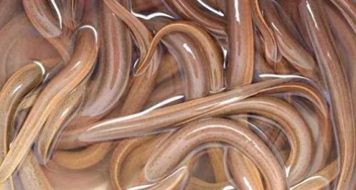 十大不健康的鱼类排行榜(鱼类催产激素排行榜)