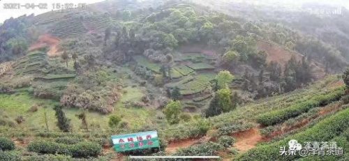 十大茶叶产品排行榜前十名(过期茶叶十大妙用)插图37